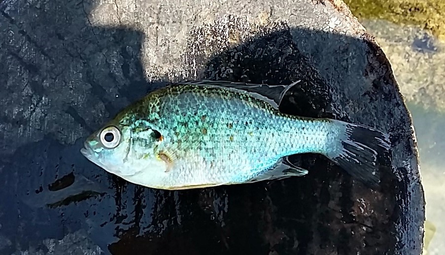 Dal lago di Monate - Persico sole (Lepomis gibbosus)